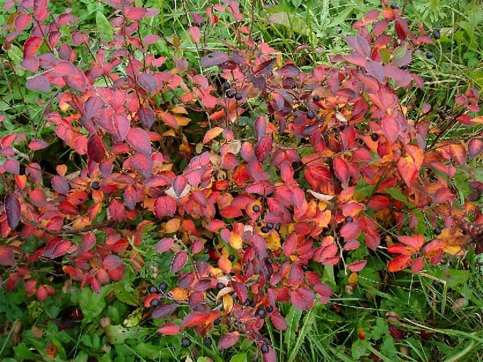 Cotoneaster lucidus